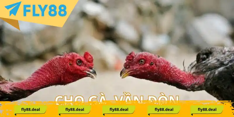 Cách nuôi gà chọi vần đòn để cải thiện sức bền Cách nuôi gà chọi vần đòn để cải thiện sức bền