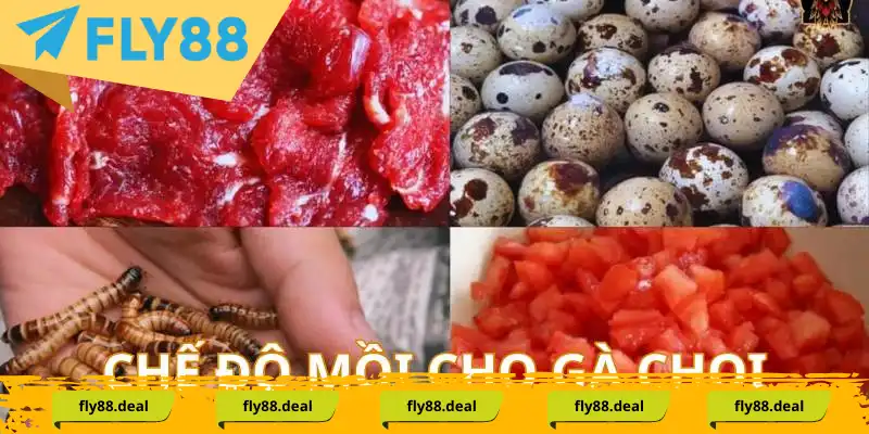 Chế độ mồi bổ sung cho chiến kê thi đấu Chế độ mồi bổ sung cho chiến kê thi đấu