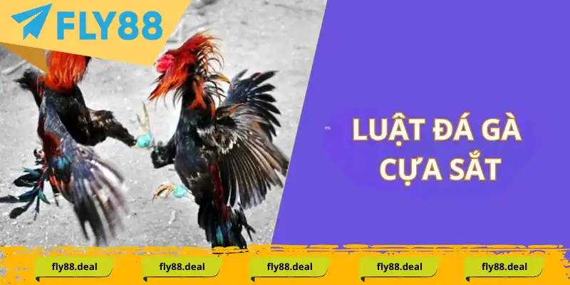 Luật gà đá cựa trực tuyến chi tiết Luật gà đá cựa trực tuyến chi tiết