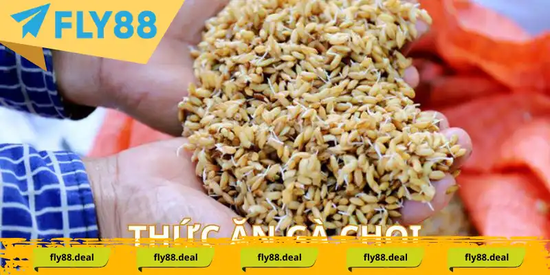 Thức ăn cần thiết cho gà đá Thức ăn cần thiết cho gà đá